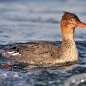 Common Merganser